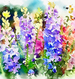 DELPHINIUM consolida ('Imperial Mix' Rocket Larkspur, Mixed)