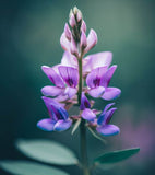 DESMODIUM canadense (Showy Tick Trefoil)