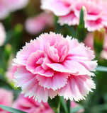 DIANTHUS caryophyllus ('Chabaud Mix' Clove Carnation)