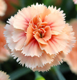 DIANTHUS caryophyllus ('Chabaud Mix' Clove Carnation)