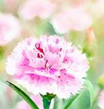 DIANTHUS caryophyllus ('Chabaud Mix' Clove Carnation)