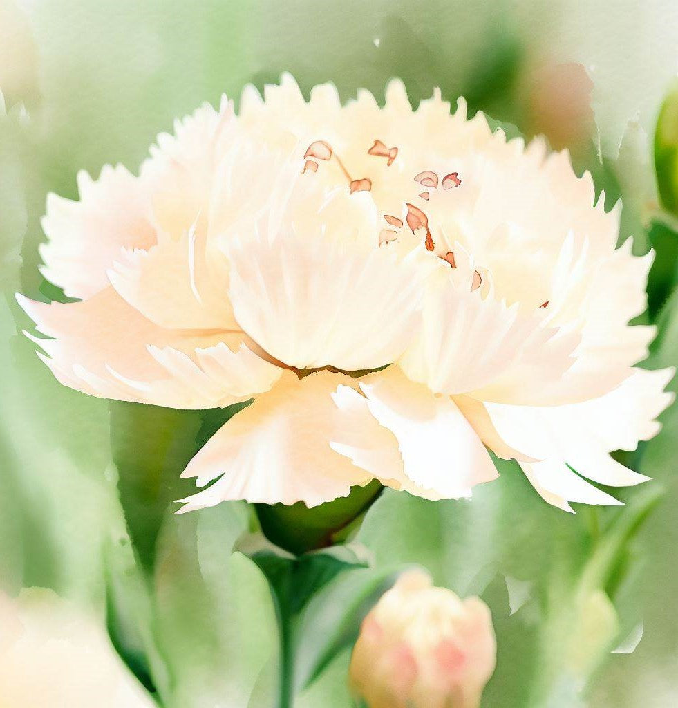 Clove Carnation ‘Chabaud Mix’ (Dianthus caryophyllus)