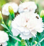 DIANTHUS caryophyllus ('Chabaud Mix' Clove Carnation)