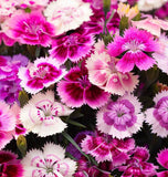 DIANTHUS chinensis (Chinese Pinks, Mixed)