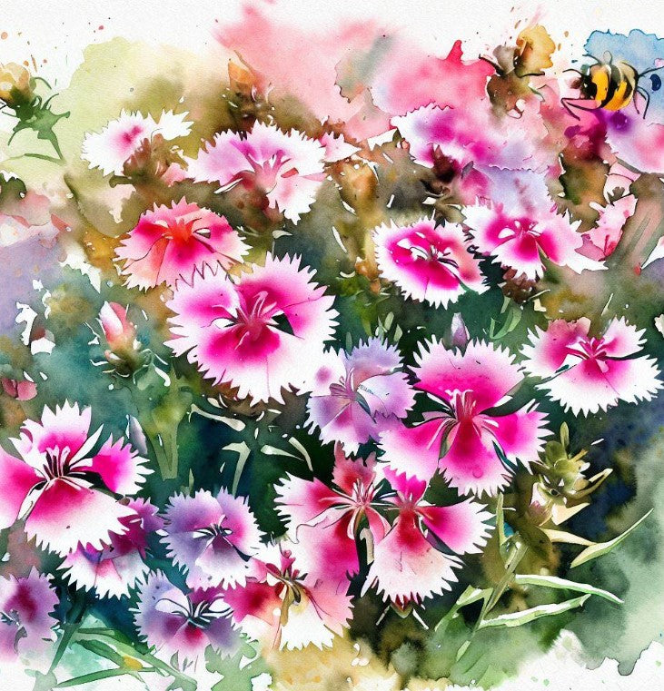 DIANTHUS chinensis (Chinese Pinks, Mixed)
