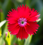 DIANTHUS deltoides 'Brilliant' (Maiden Pinks, Bright Rose)