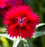 DIANTHUS deltoides 'Brilliant' (Maiden Pinks, Bright Rose)