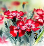 DIANTHUS deltoides 'Brilliant' (Maiden Pinks, Bright Rose)