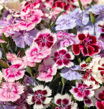 DIANTHUS hybridus 'Large Flowered Mix' (Dianthus - Large Flowered Mix)