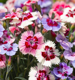 DIANTHUS hybridus 'Large Flowered Mix' (Dianthus - Large Flowered Mix)