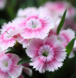 DIANTHUS plumarius (Cottage Pinks)