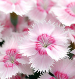 DIANTHUS plumarius (Cottage Pinks)