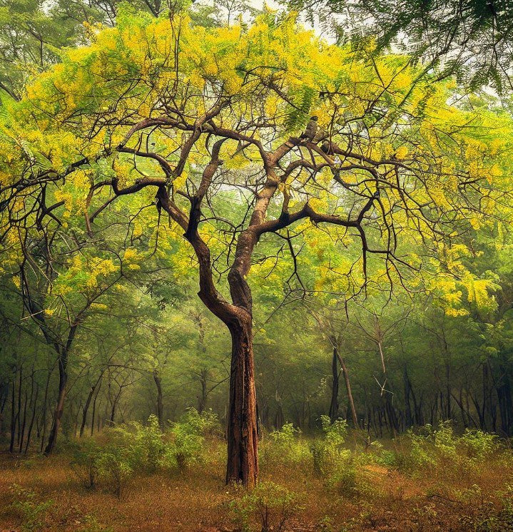 Eetti Tree Dalbergia sissoo (North Indian Rose wood) – MySeedsCo