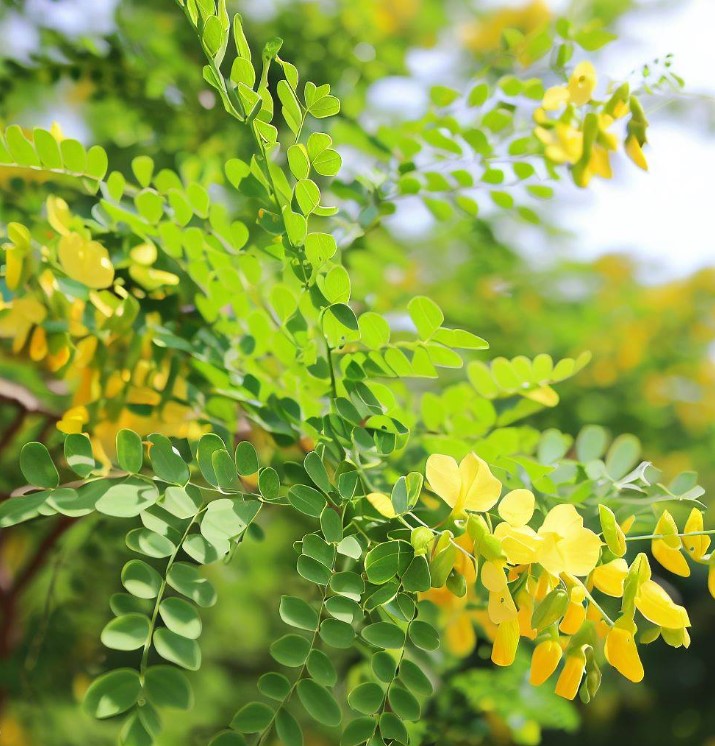 Eetti Tree Dalbergia sissoo (North Indian Rose wood) – MySeedsCo