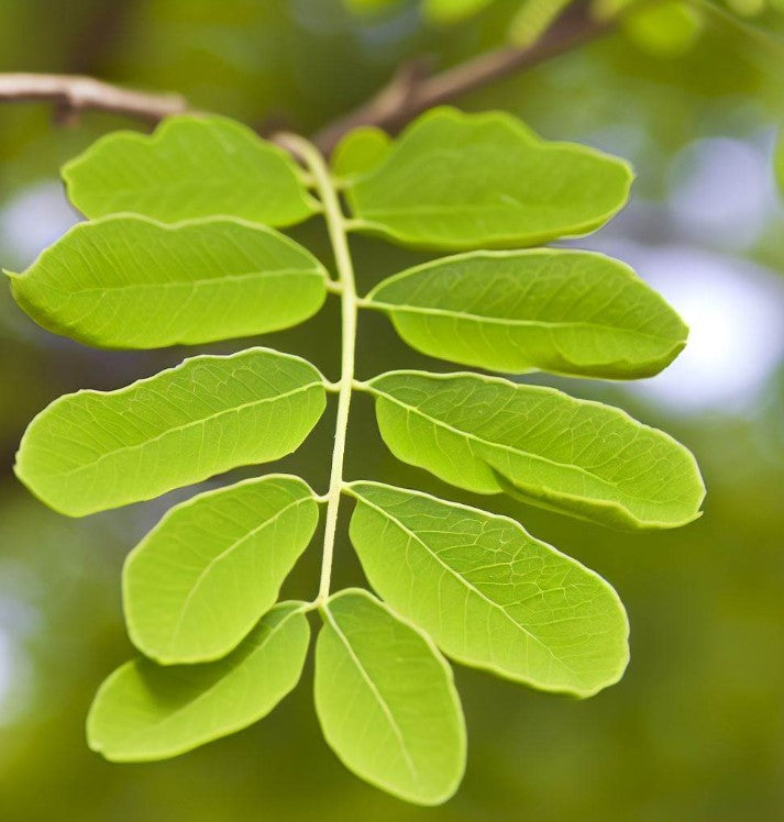 Eetti Tree Dalbergia sissoo (North Indian Rose wood) – MySeedsCo