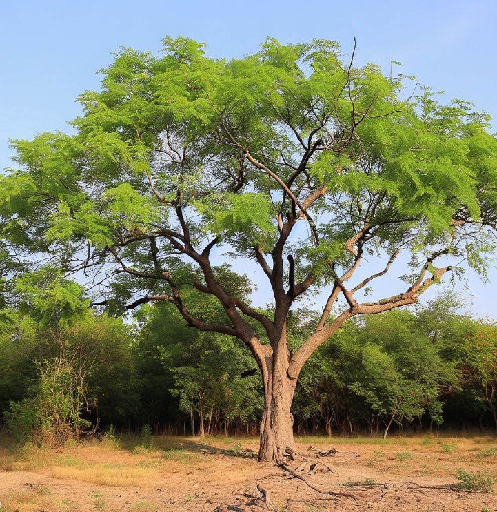 Eetti Tree Dalbergia sissoo (North Indian Rose wood) – MySeedsCo
