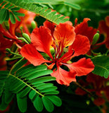 Delonix regia (Flamboyant, Flame Tree, Royal Poinciana)