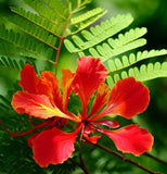 Delonix regia (Flamboyant, Flame Tree, Royal Poinciana)