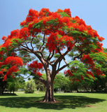 Delonix regia (Flamboyant, Flame Tree, Royal Poinciana)