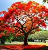 Delonix regia (Flamboyant, Flame Tree, Royal Poinciana)