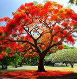 Delonix regia (Flamboyant Tree)