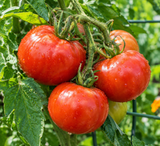 Stupice Tomato, Early Variety Heirloom Tomato (Lycopersicon esculentum)