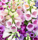 Digitalis purpurea 'Excelsior Mix' (Foxglove, Mixed - Excelsior Mix)