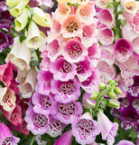 Digitalis purpurea 'Excelsior Mix' (Foxglove, Mixed - Excelsior Mix)