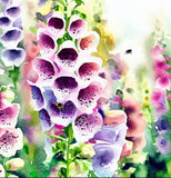 Digitalis purpurea 'Excelsior Mix' (Foxglove, Mixed - Excelsior Mix)