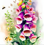 Digitalis purpurea 'Excelsior Mix' (Foxglove, Mixed - Excelsior Mix)