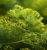 Dill, Mammoth Long Island (Anethum graveolens)