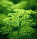 Dill, Mammoth Long Island (Anethum graveolens)