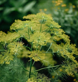 Dill, Mammoth Long Island (Anethum graveolens)