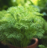 Dill, Mammoth Long Island (Anethum graveolens)