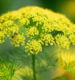 Dill, Mammoth Long Island (Anethum graveolens)