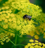 Dill, Mammoth Long Island (Anethum graveolens)