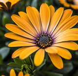 Dimorphotheca sinuata (African Daisy, Flake)