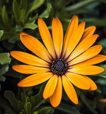 Dimorphotheca sinuata (African Daisy, Flake)