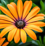 Dimorphotheca sinuata (African Daisy, Stick)