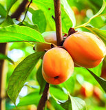 Diospyros lotus (Date Plum Persimmon, Caucasian Persimmon)