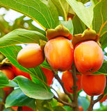 Diospyros lotus (Date Plum Persimmon, Caucasian Persimmon)