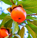 Diospyros lotus (Date Plum Persimmon, Caucasian Persimmon)