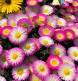 Dorotheanthus bellidiformis (Annual Iceplant, Mixed)