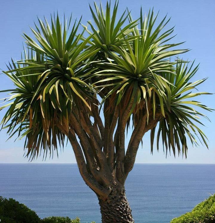 Dracaena draco (Dragon Tree, Canary Islands Dragon Tree, Drago)