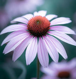 ECHINACEA Pallida (Pale Purple Coneflower)