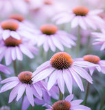 ECHINACEA Pallida (Pale Purple Coneflower)