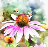 ECHINACEA Pallida (Pale Purple Coneflower)