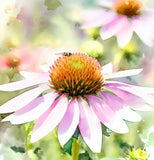 ECHINACEA Pallida (Pale Purple Coneflower)