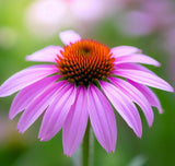 ECHINACEA angustifolia (Narrow-Leaf Purple Coneflower)