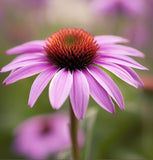 ECHINACEA angustifolia (Narrow-Leaf Purple Coneflower)